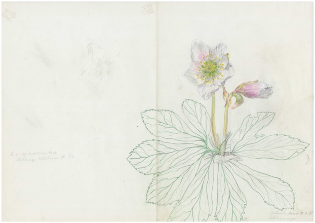 Helleborus niger, Cerkniško jezero, 12. 2. 1995