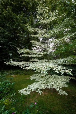 Obisk vrtov Jute Krulc v Žireh, 3. julij 2015. Foto: Blaž Jamšek