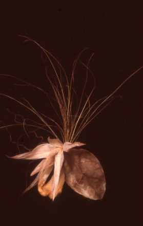 Marjeta Pirkmajer Kregar: Razstava Rastlinska sožitja v Ljubljani, 1991, foto: Zasebni arhiv Mojce Plestenjak